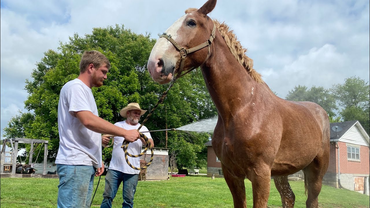 Easy way to wash a horse