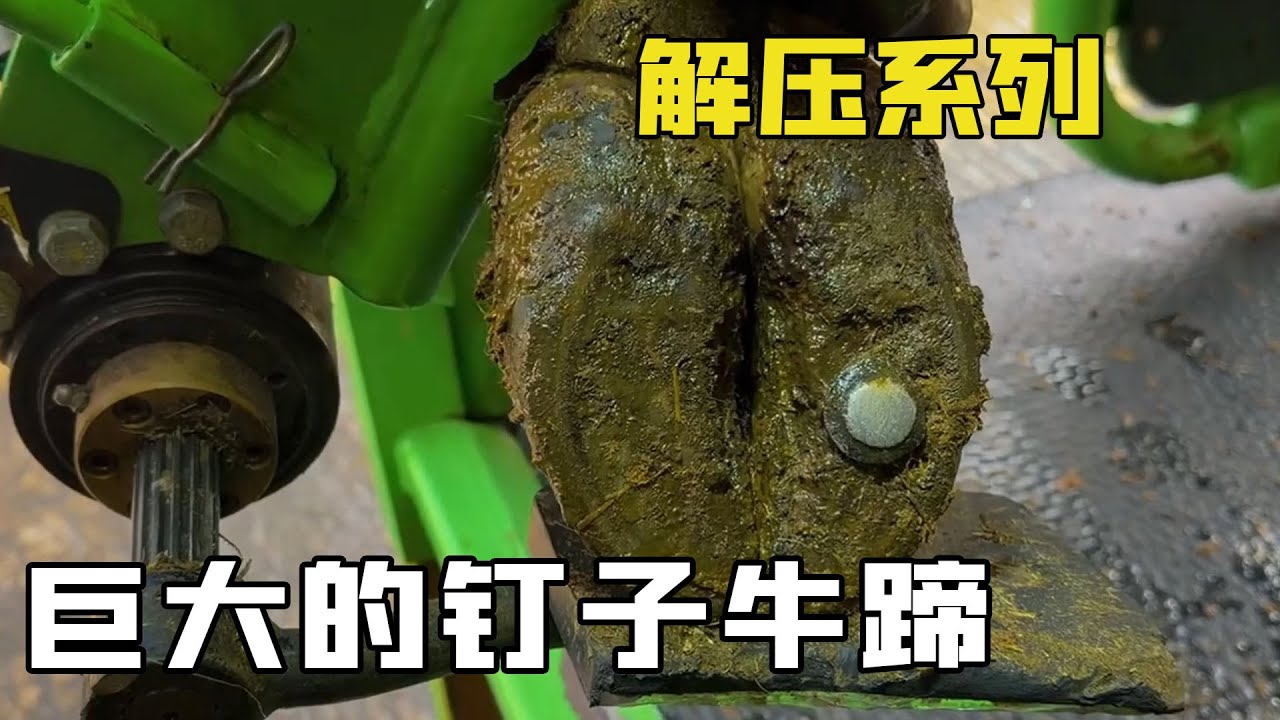 修剪牛蹄解壓系列&ldquo;釘子牛蹄&rdquo;！牛蹄扎進釘子裡，牛牛戴上了痛苦面具！【解壓三哥】