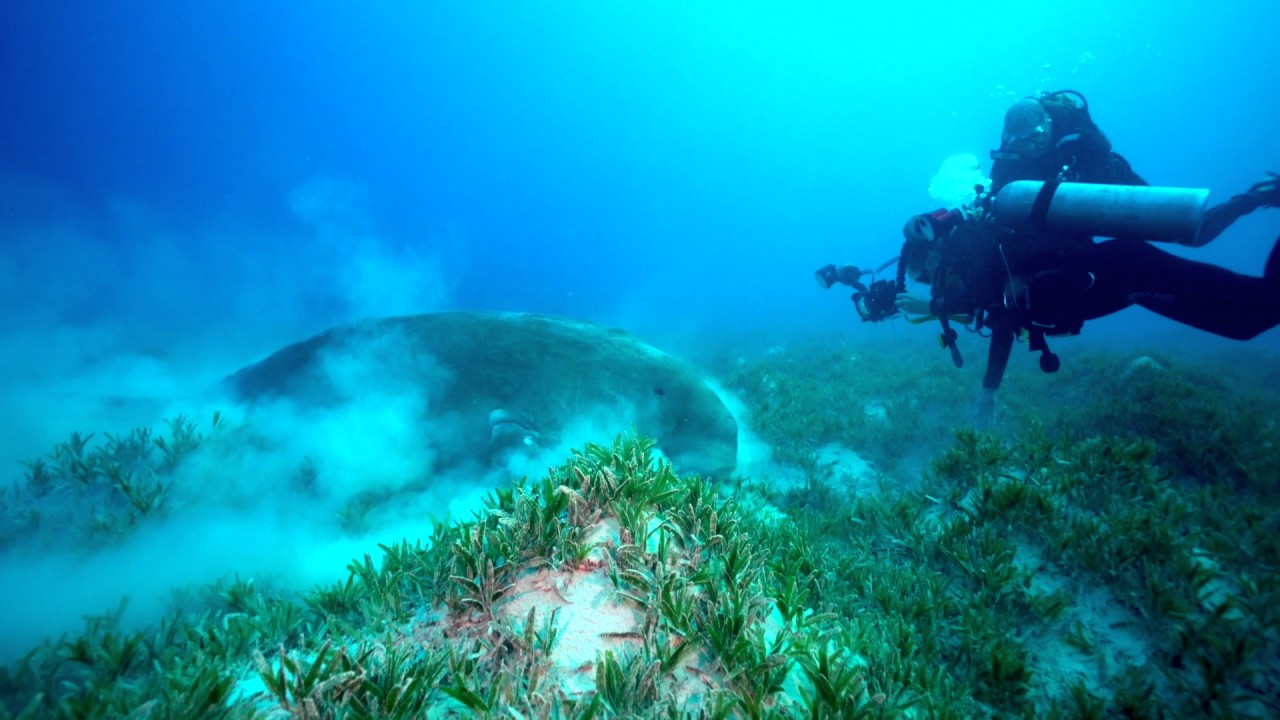 Dugong encounter!