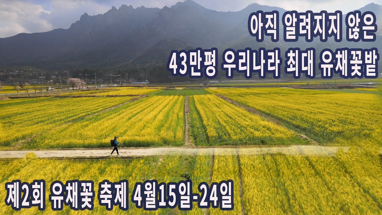 우리나라 최대 규모 유채꽃밭/가장아름다운 차밭/저수지/운주사/불회사