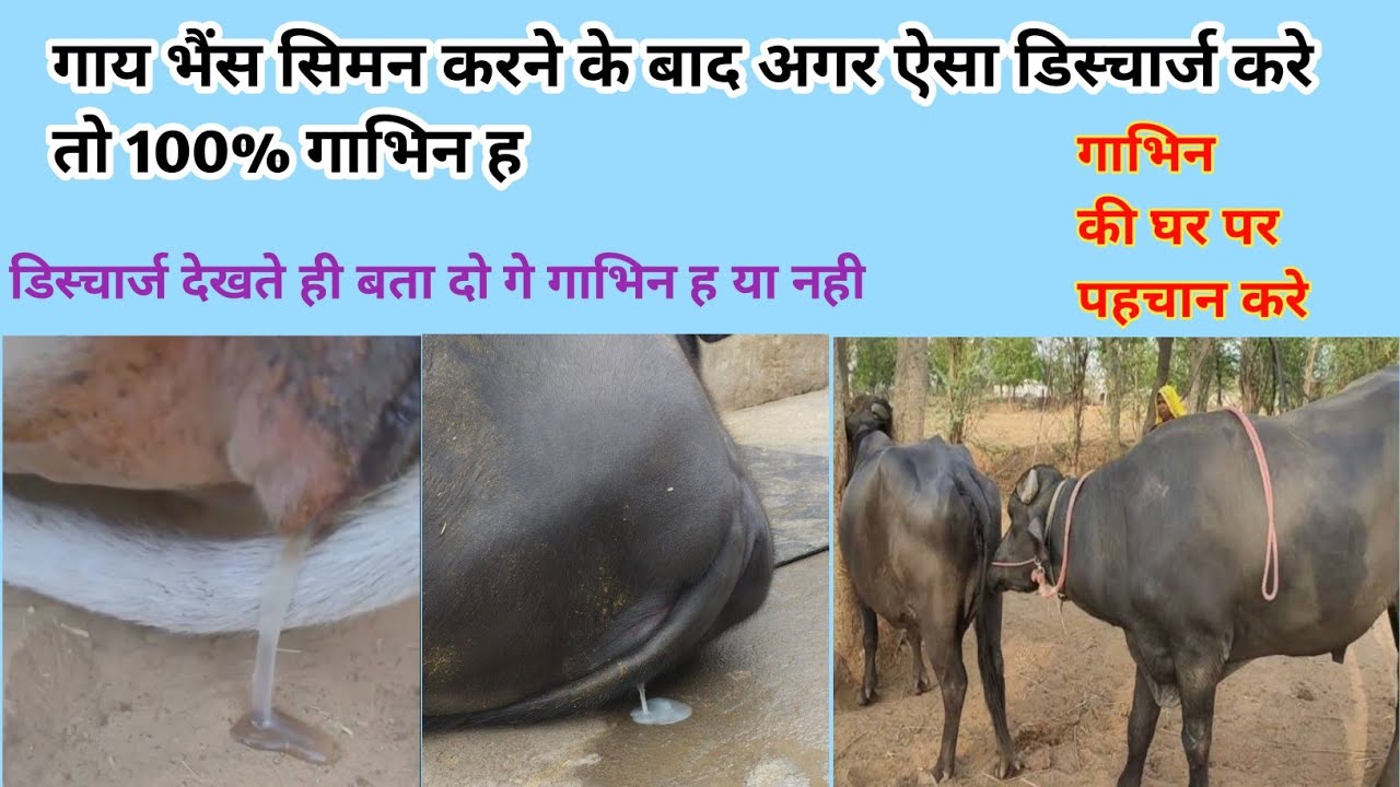 AI सीमन लगाने के दूसरे दिन ही पता करे  ग्याभिन हुई कि नहीं । गाय भैंस ग्याभिन है यानहीं कैसे पता करे