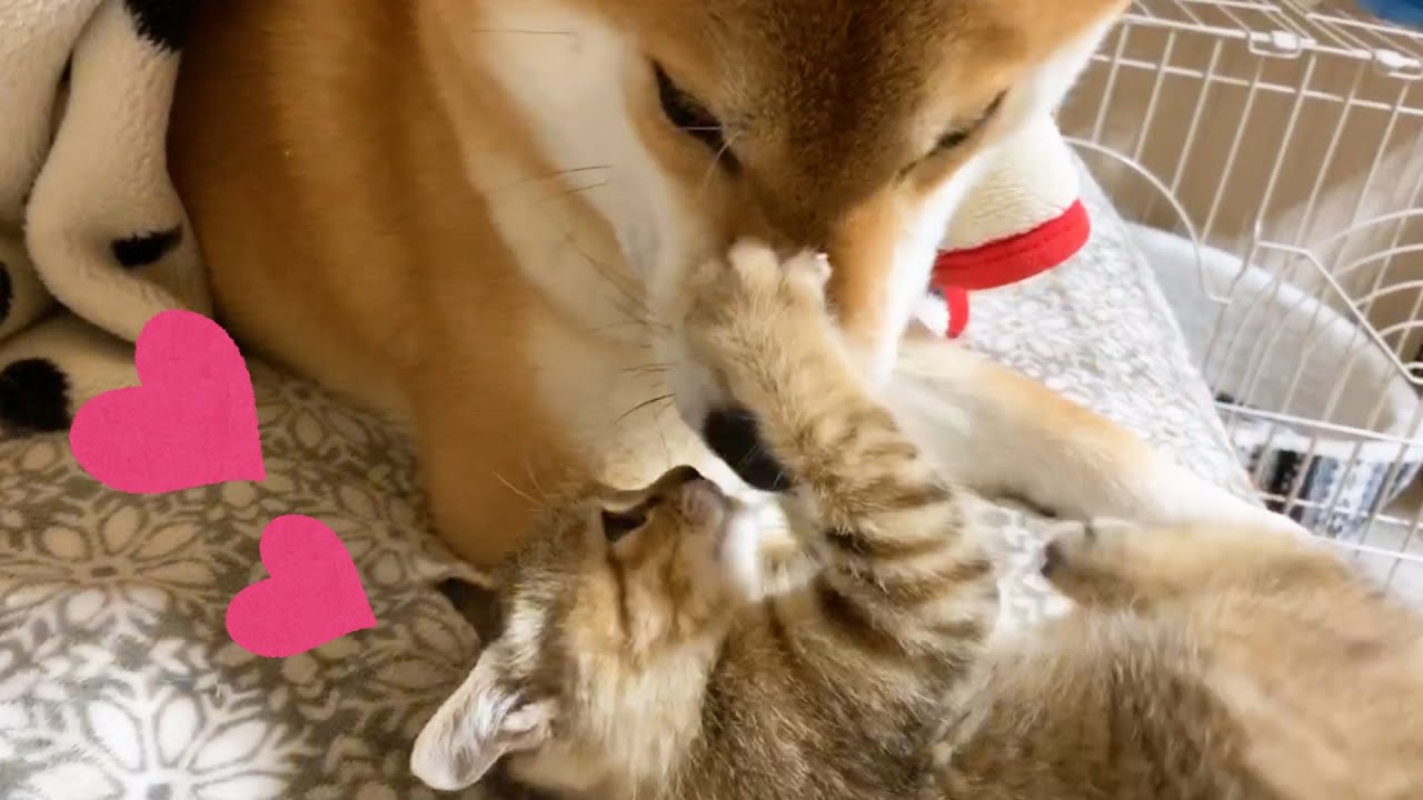 仔猫は柴犬の尻尾とお手手に癒されお姉ちゃん猫は背中の柴ふに癒された Shiba Inu and Kitten