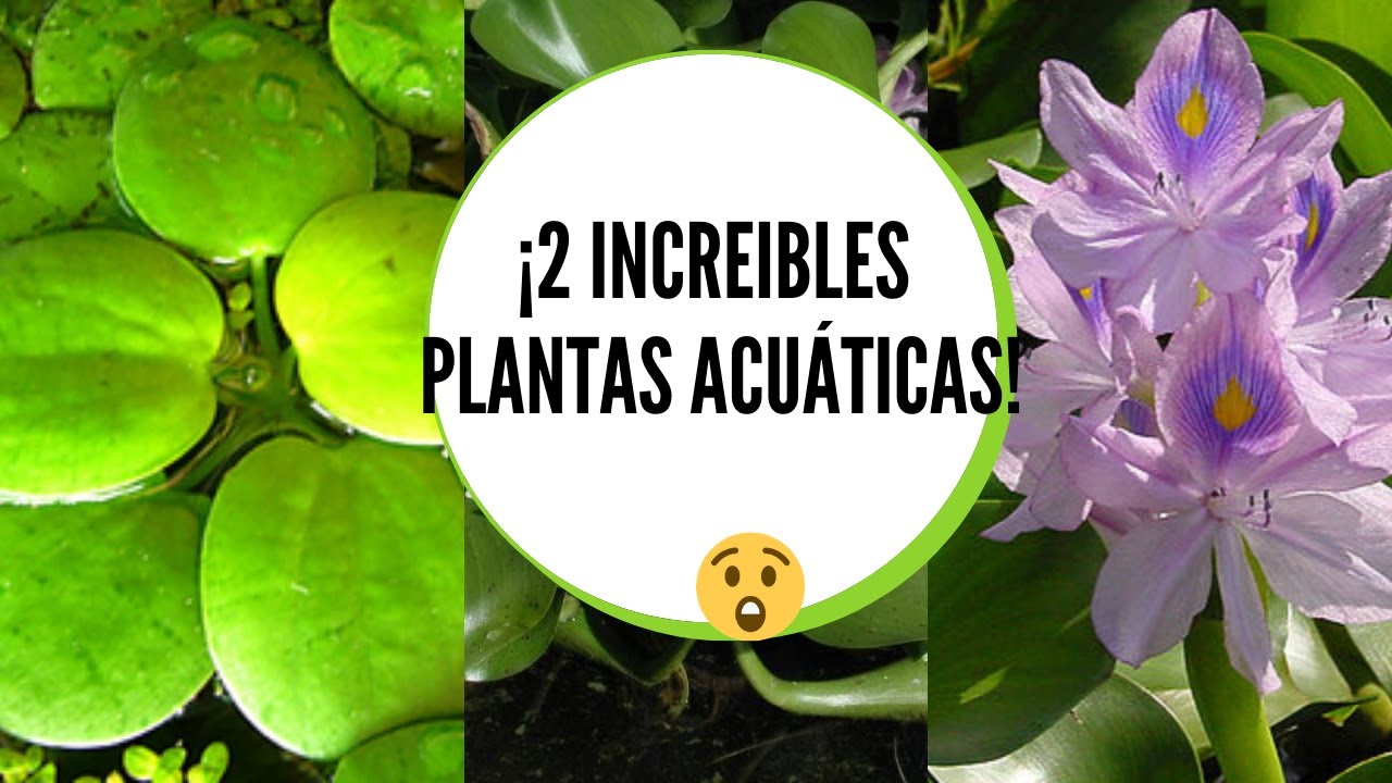Plantas acuáticas para estanques / Lenteja de agua cuidados / Lirio acuático cuidados en casa