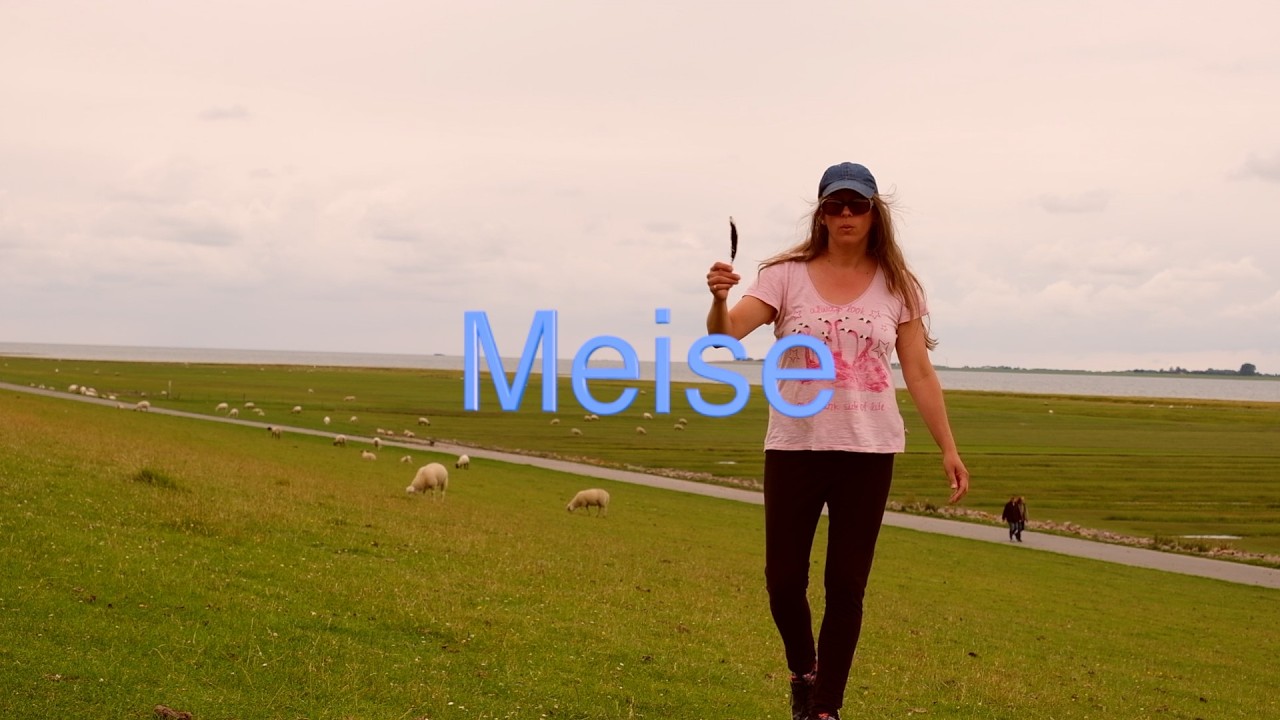 Meise