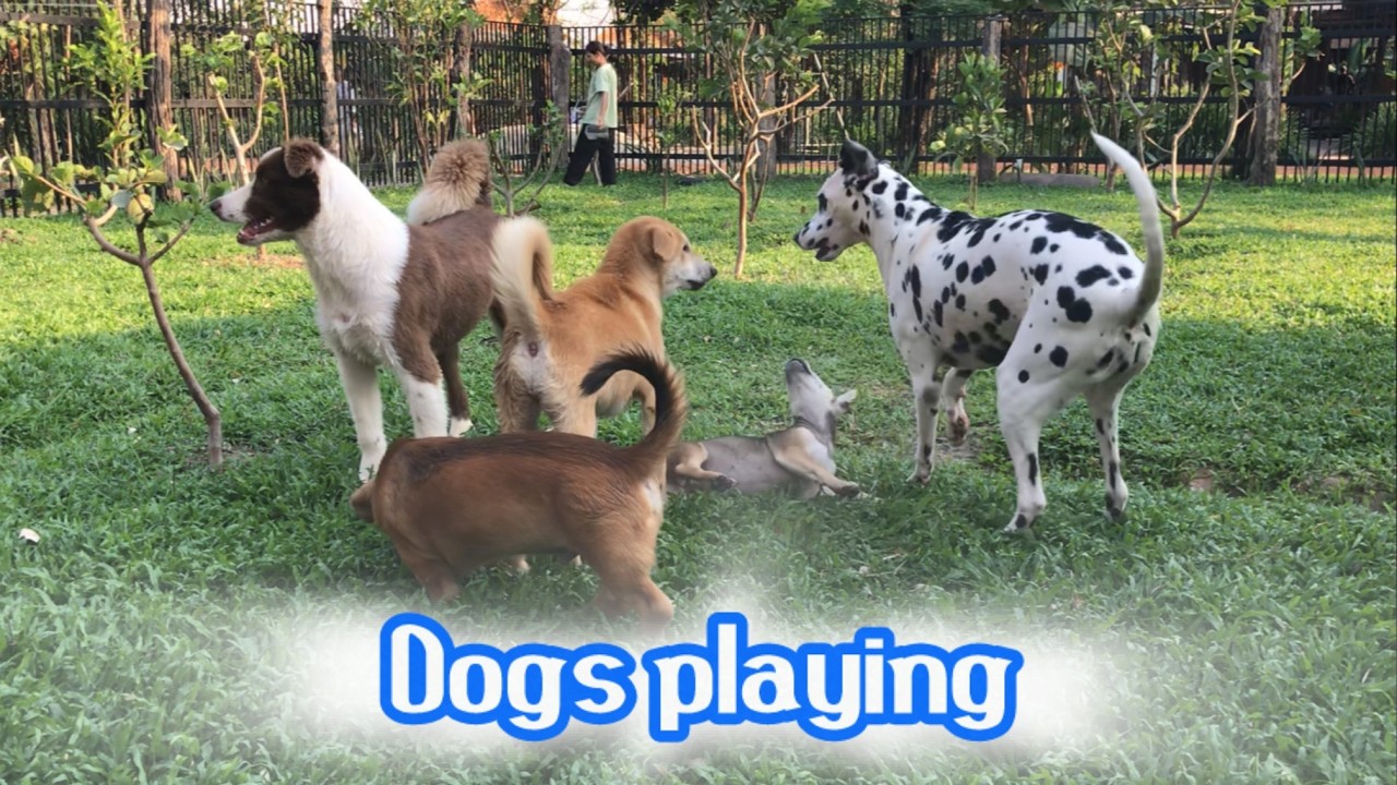 Dogs playing together - Episodes 1