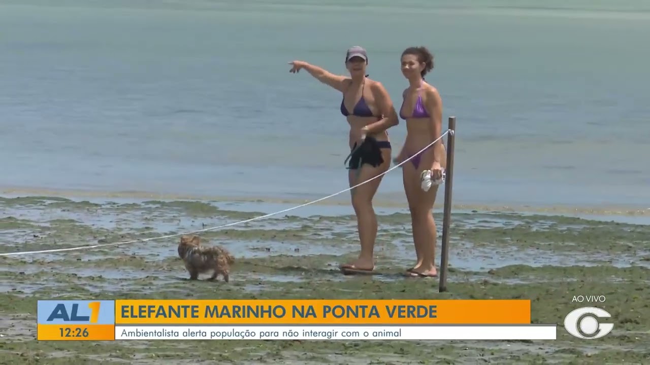 Animal marinho chama aten&ccedil;&atilde;o na Praia da Ponta Verde - 23/03/26