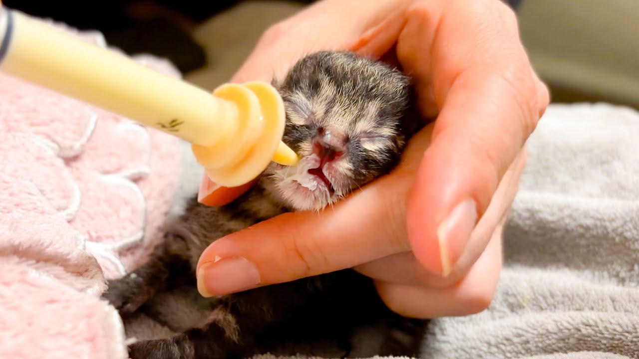 Новорожденным котятам нельзя пить молоко! 🍼 Заброшенный под мостом