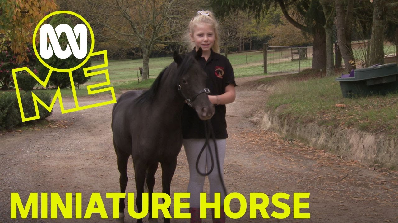 Petography: Miniature Horse