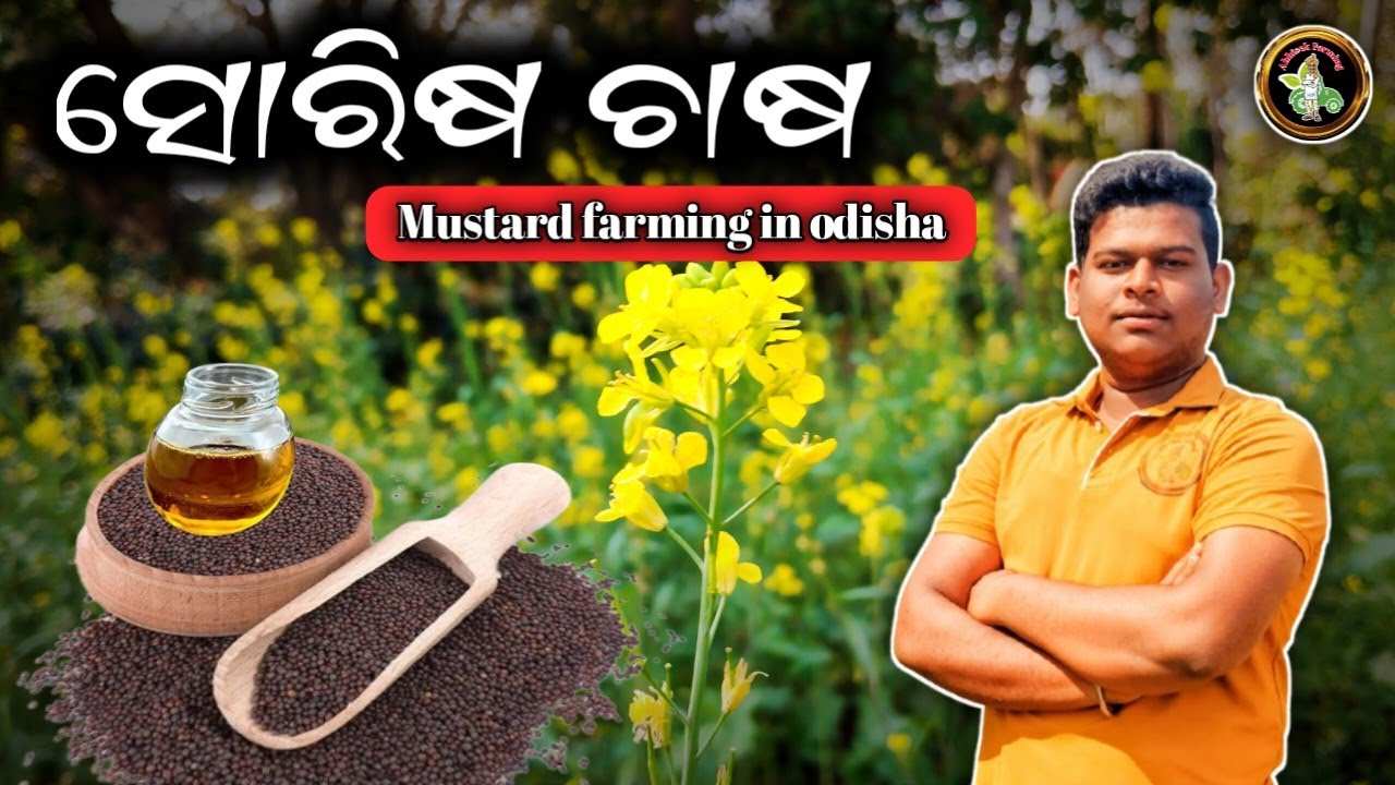 ସୋରିଷ ଚଷ [Mustard farming in odisha].