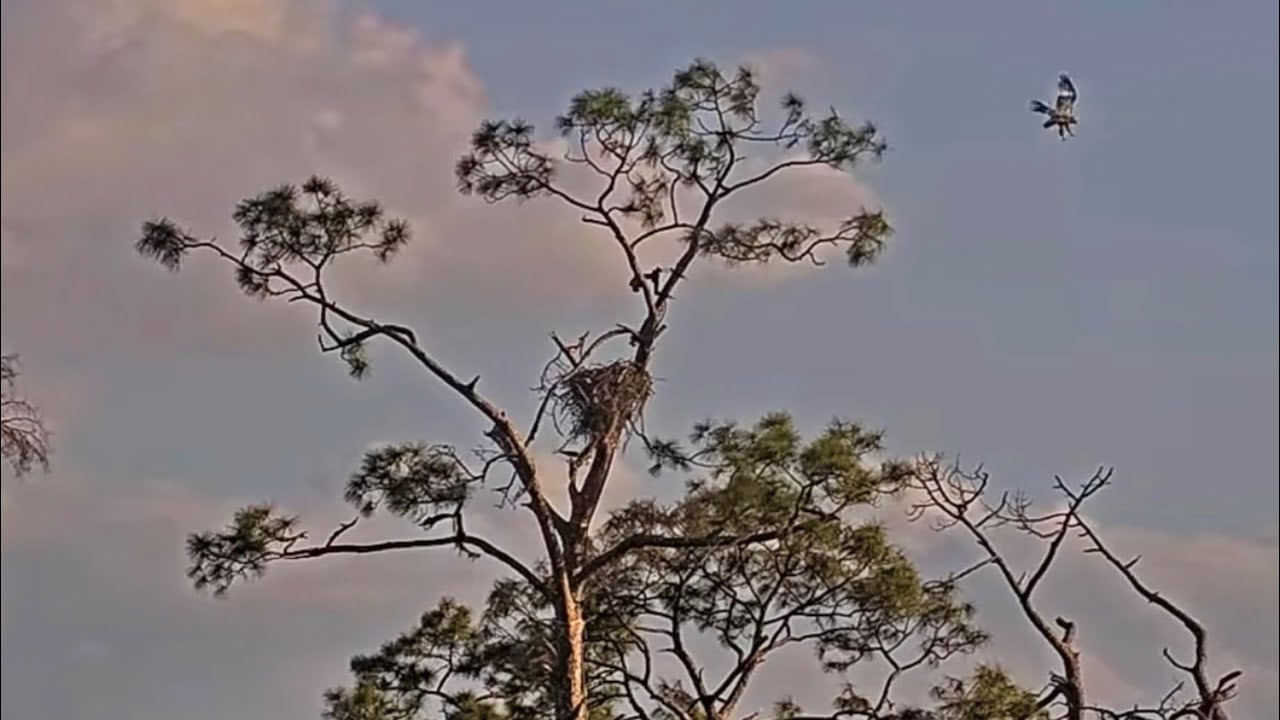 SWFL Eagles 3-10-26.  E26 FLEDGES from TREETOP PERCH, Returns; 2nd Flight Out & Nails Landing!