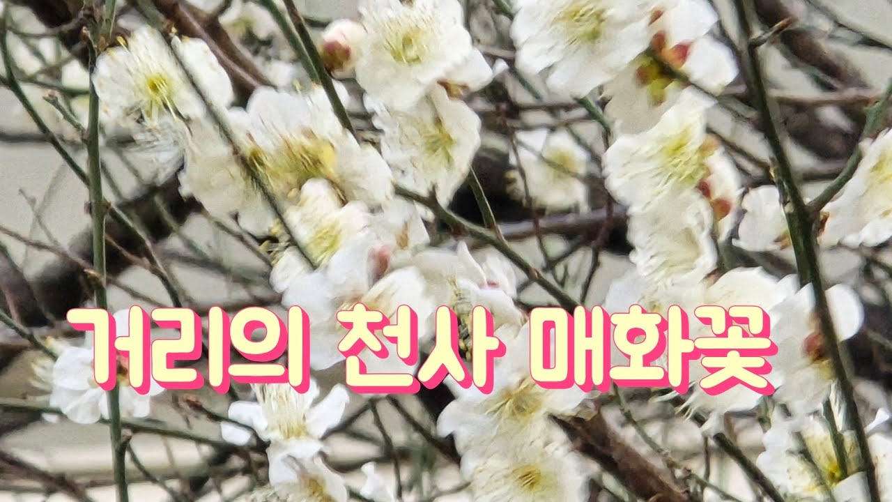 거리의 천사 매화꽃