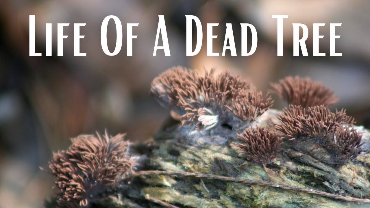 The Life of Dead Tree