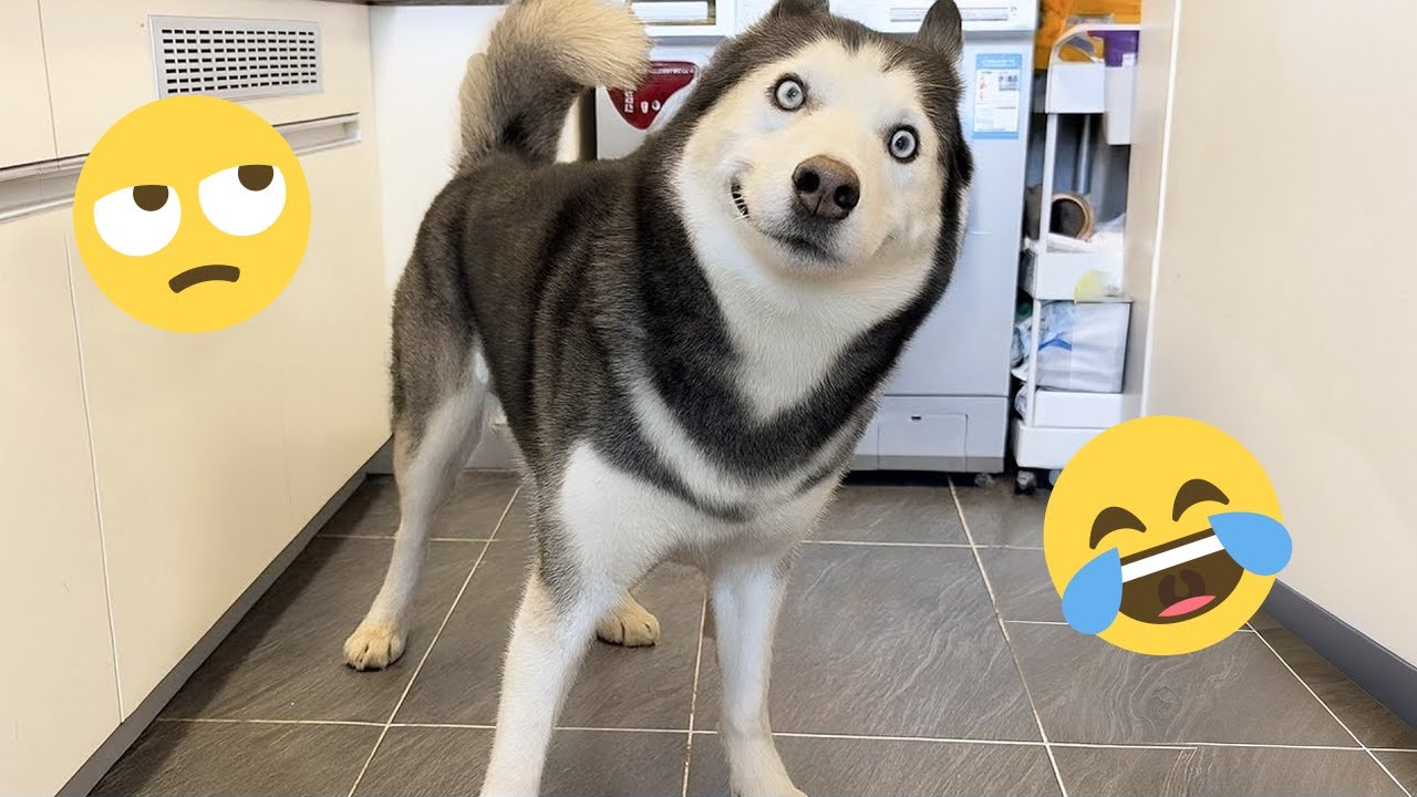 Смешная подборка видео с собаками – Лучшие видео с собаками 2025 года 🐕🤣 #8