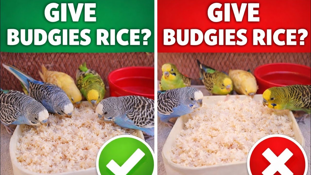 Cute Budgies Eating Boiled Rice 🐦🥰 Healthy Food for parrot | Royal Budgies Abida#cutebudgies #food 