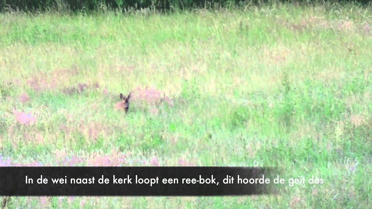 Ree bij toren en kalfjes bij beek. Weerterbos