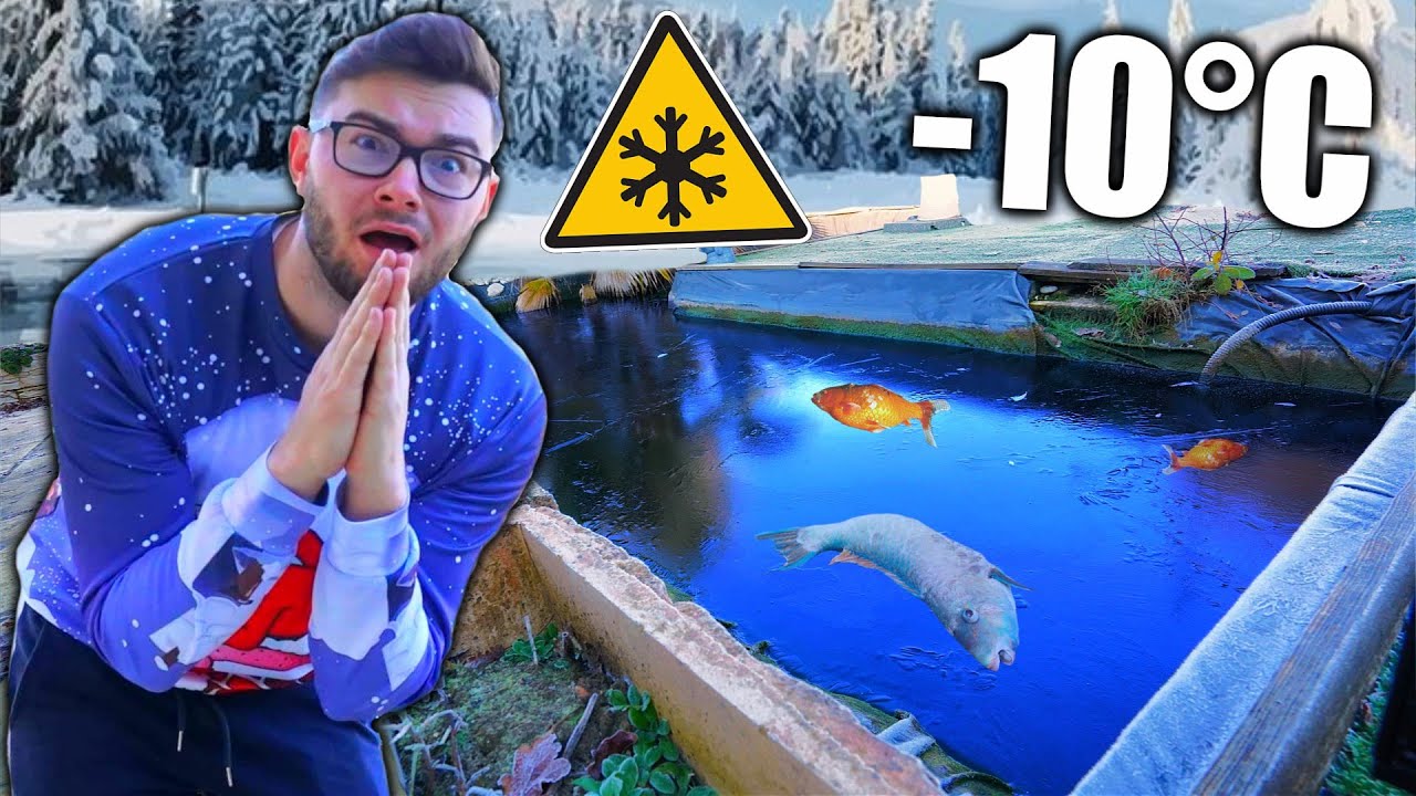 J'AI UN GROS PROBLÈME AVEC MON BASSIN A POISSON...
