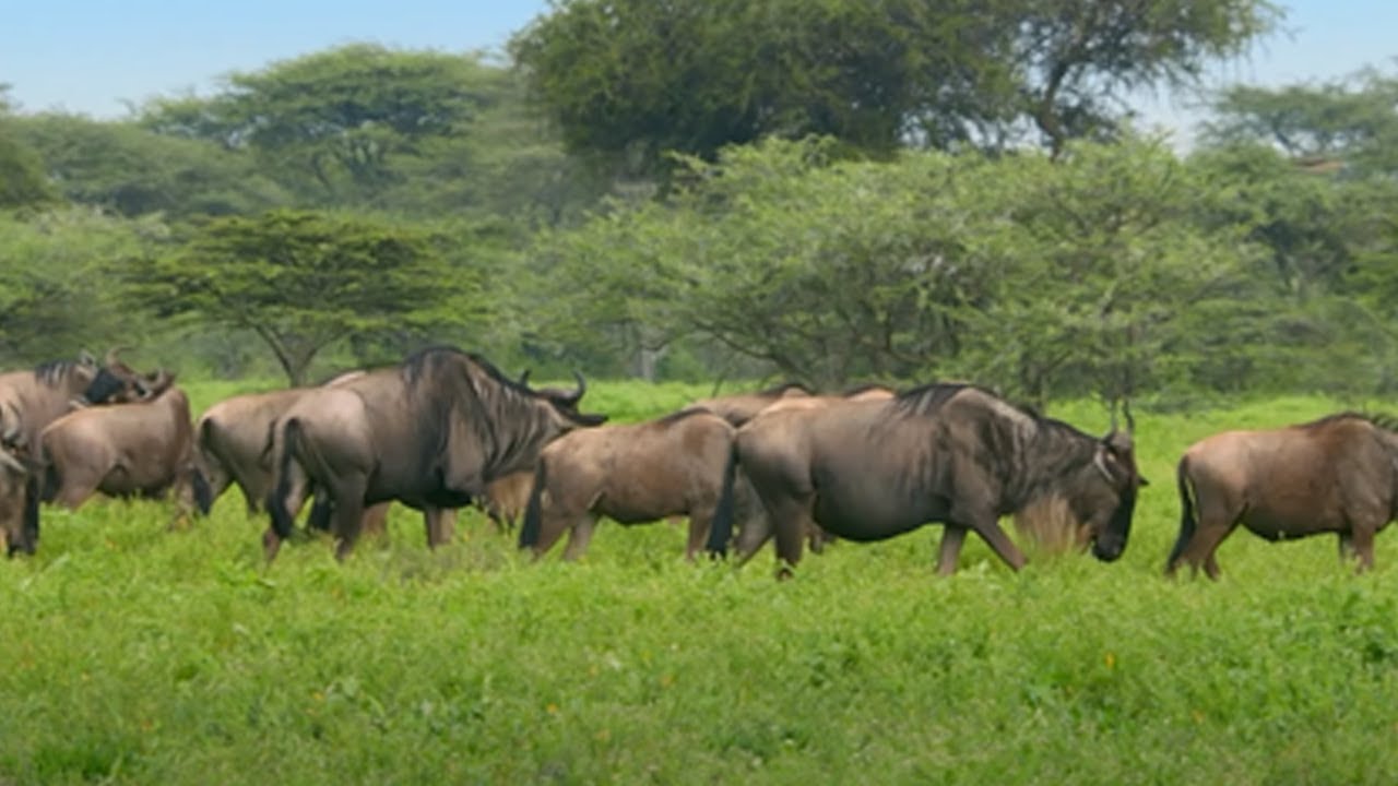 The Greatest Mammal Migration | Waterhole: Africa's Animal Oasis | BBC Earth