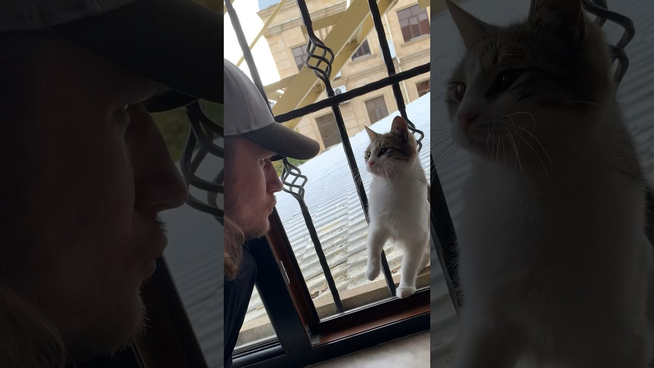Уличный котэ. Серия 13. Прощание #funnyvideos #catvideos