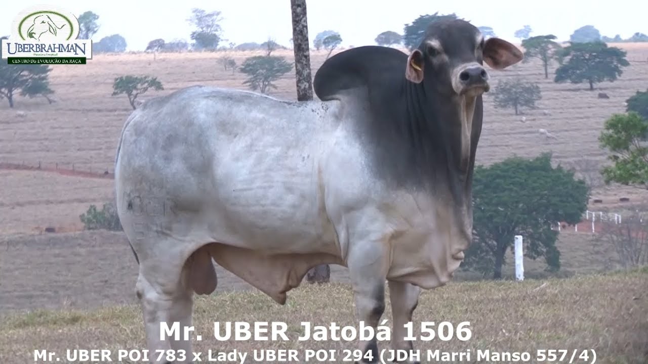 Mr. UBER Jatobá 1506 - Touro Brahman (+ Progenie) - Genex / UberBrahman