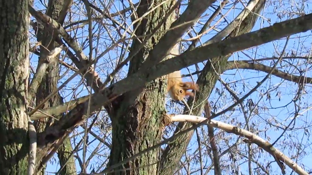 Белка ест орех, сидя на дереве) A squirrel eats a nut while sitting on a tree)