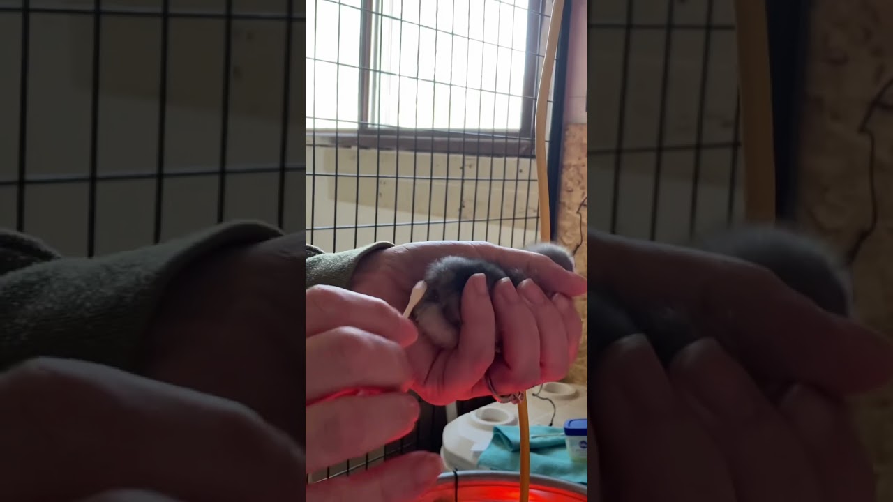How to clean pasty butt on a baby chick