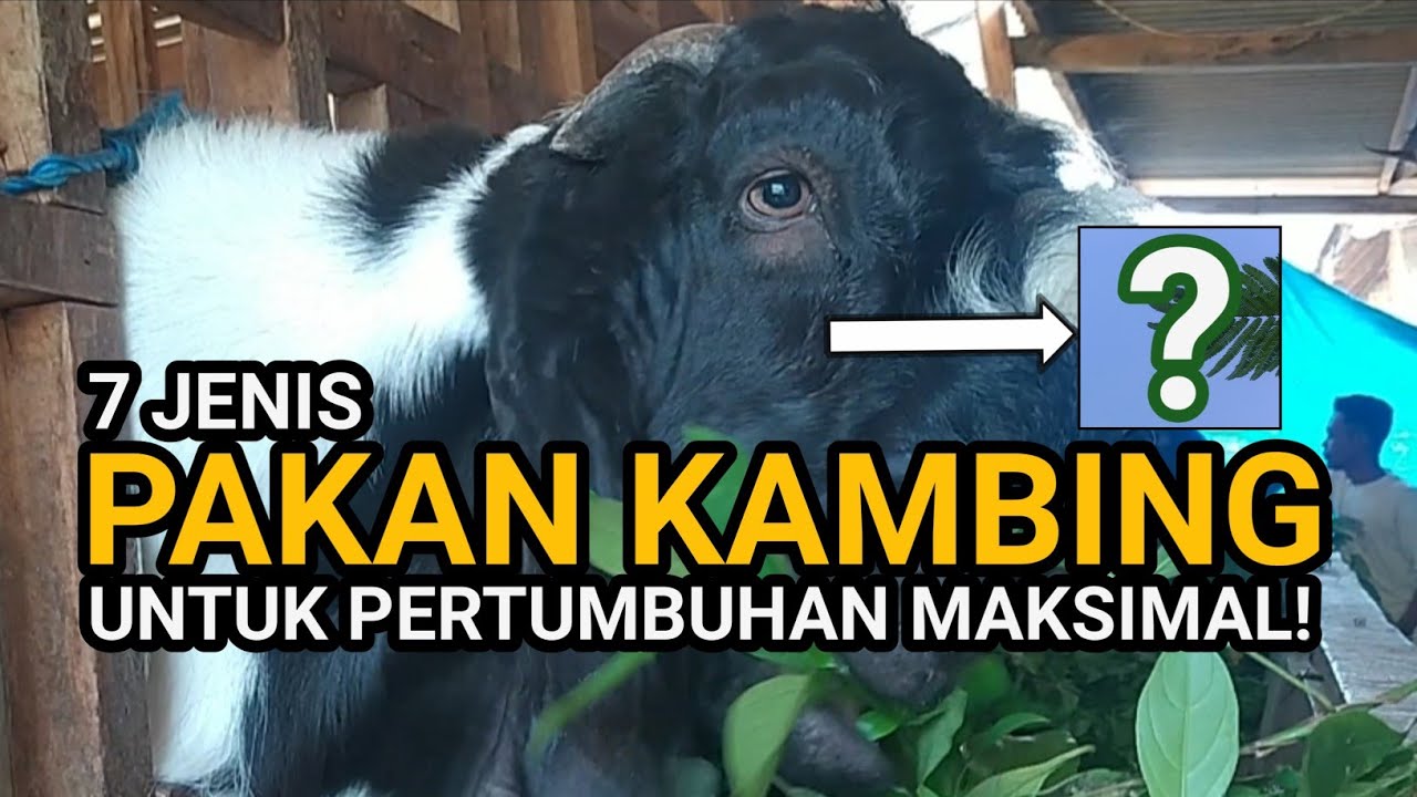 7 Jenis Pakan Kambing Terbaik untuk Pertumbuhan Maksimal!