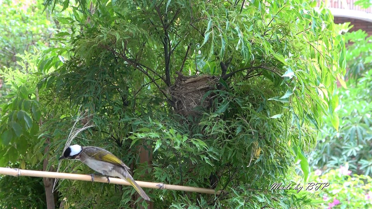 白頭翁用甚麼材料築巢/Light-vented Bulbul Nesting