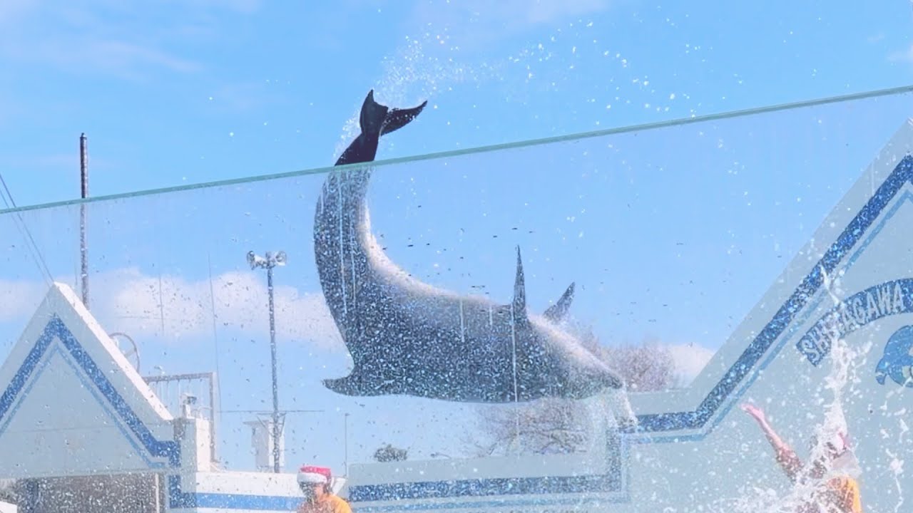 What it’s like visiting Shinagawa Aquarium 【Tabi Vlog #20】