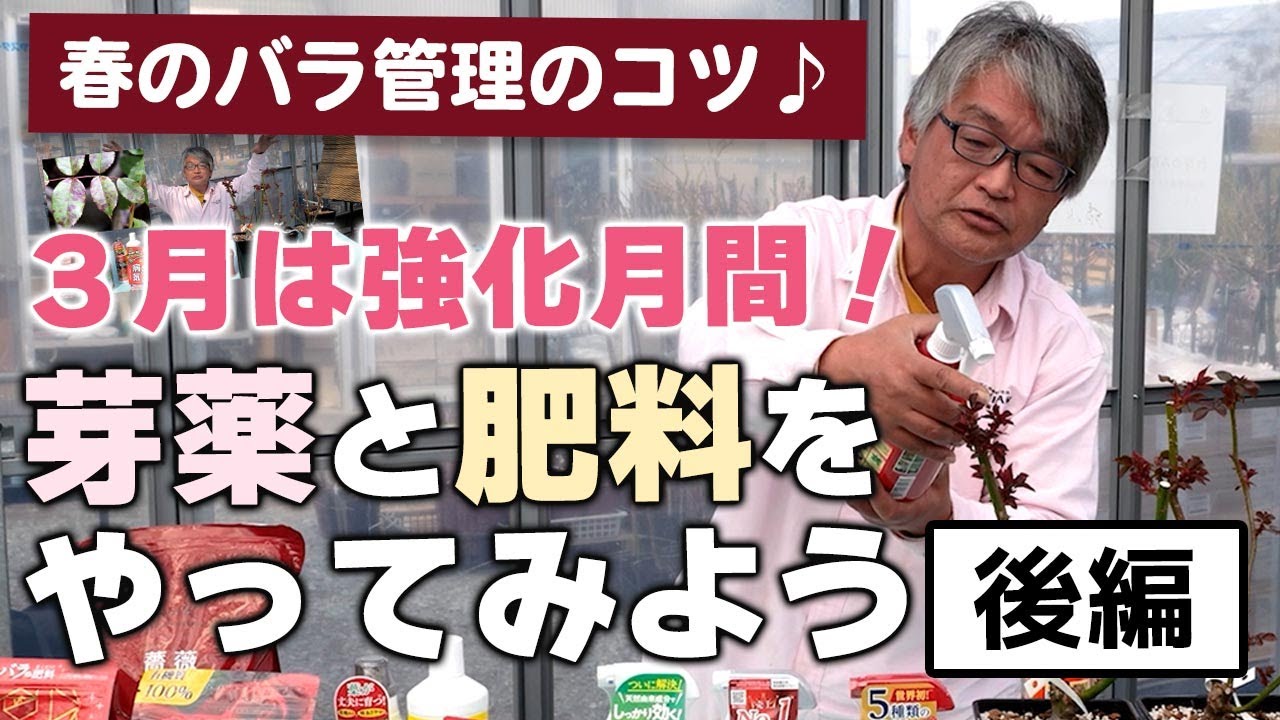 【バラの育て方】春のバラ管理のコツ♪3月は強化月間！芽薬と肥料をやってみよう♪[後編]（2025年３月28日）