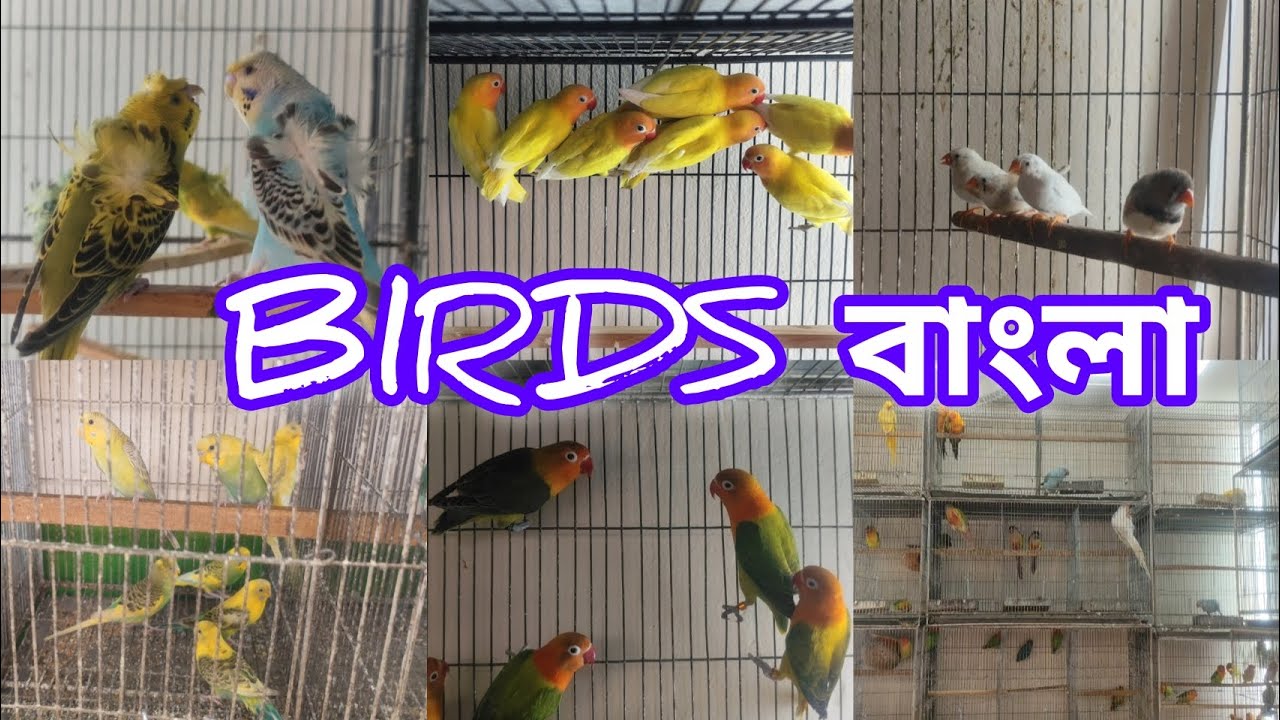 মোরশেদ ভাইয়ের পাখির দোকান || সব ধরনের পাখি পাওয়া যায় 