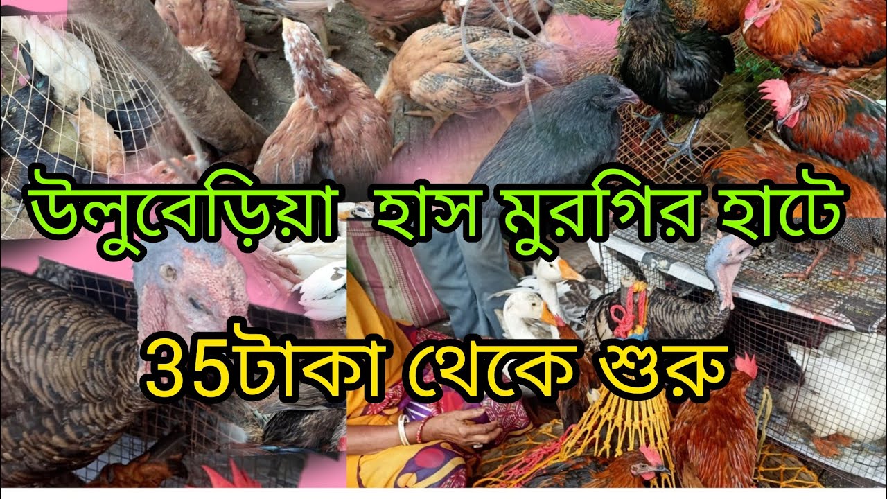Cheapest murgi hat uluberia, howrah ।।সস্তা মুরগিরহাট।। উলুবেড়িয়া, হাওড়া@animal lover soumen