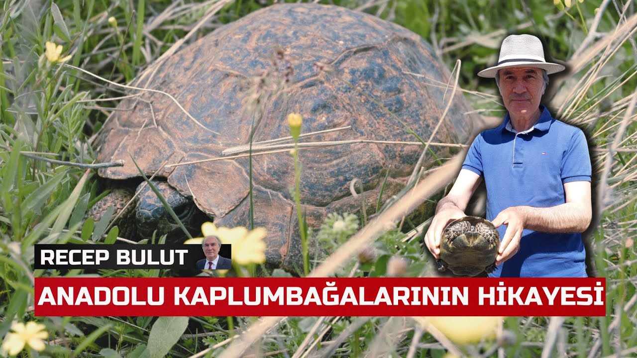 Anadolu Kaplumbağaları - Kayseri, Recep Bulut