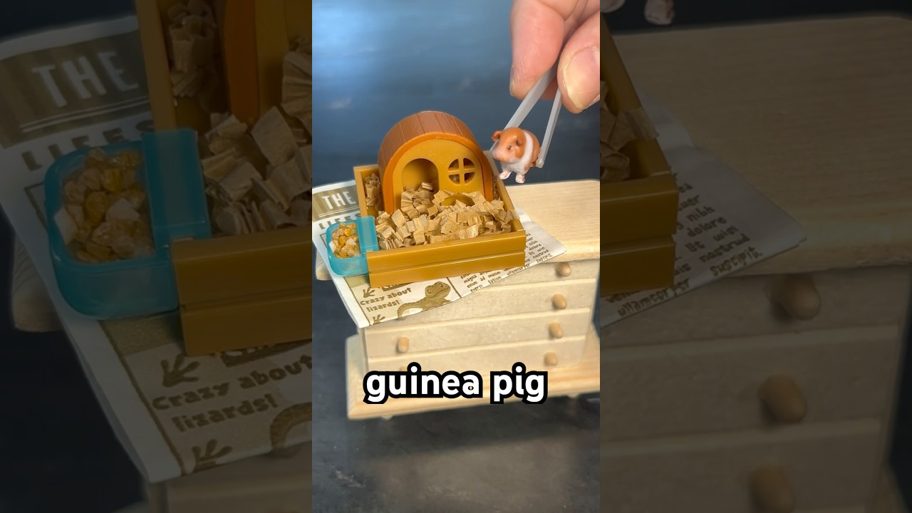 let&rsquo;s make a guinea pig home 🏠