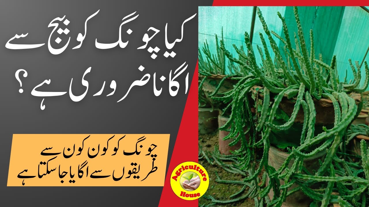 How to Grow Caralluma, Seed or Cutting