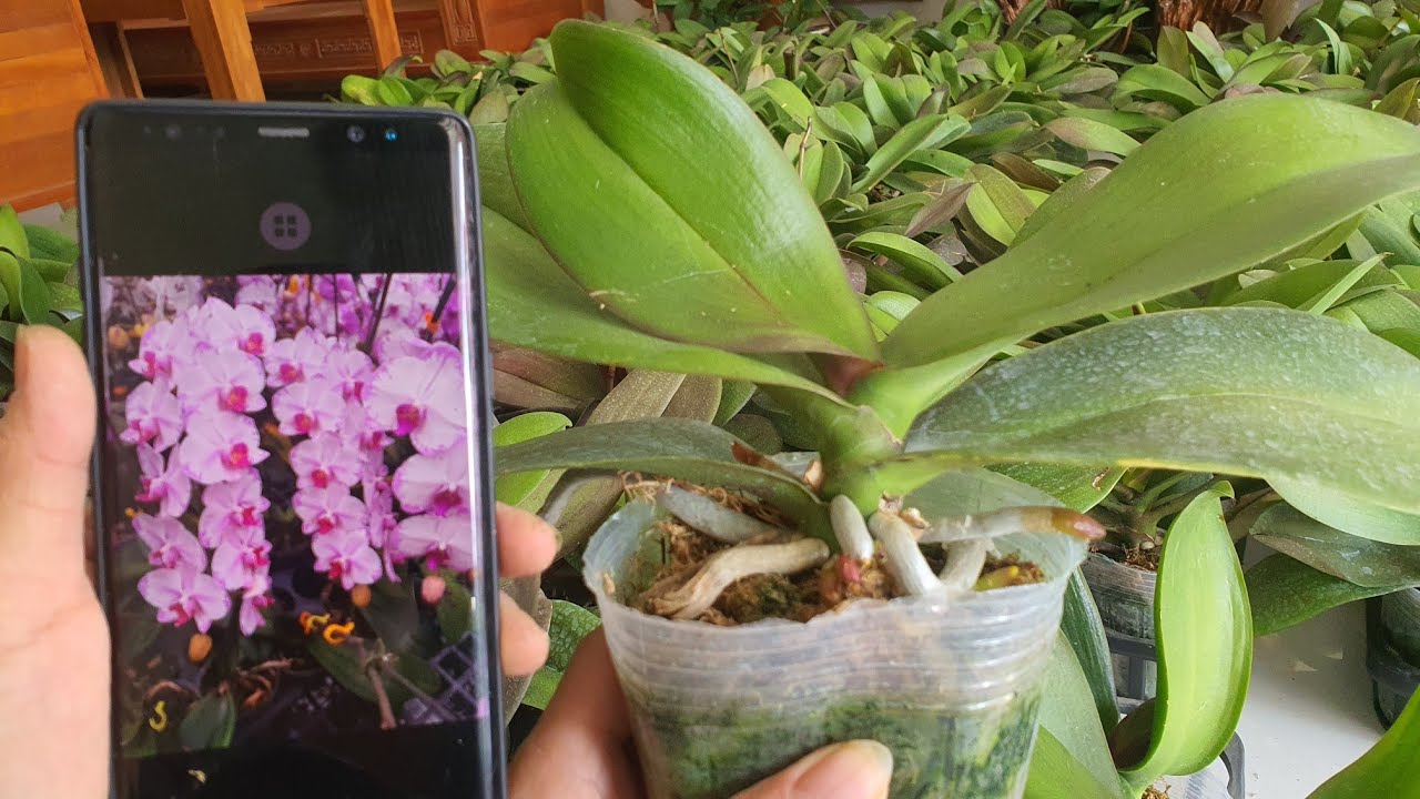 Gốc Lan Hồ Điệp Đẹp, Quá Rẻ, 35k/c, sđt:070.272.3260, Sáng 23/2/2026