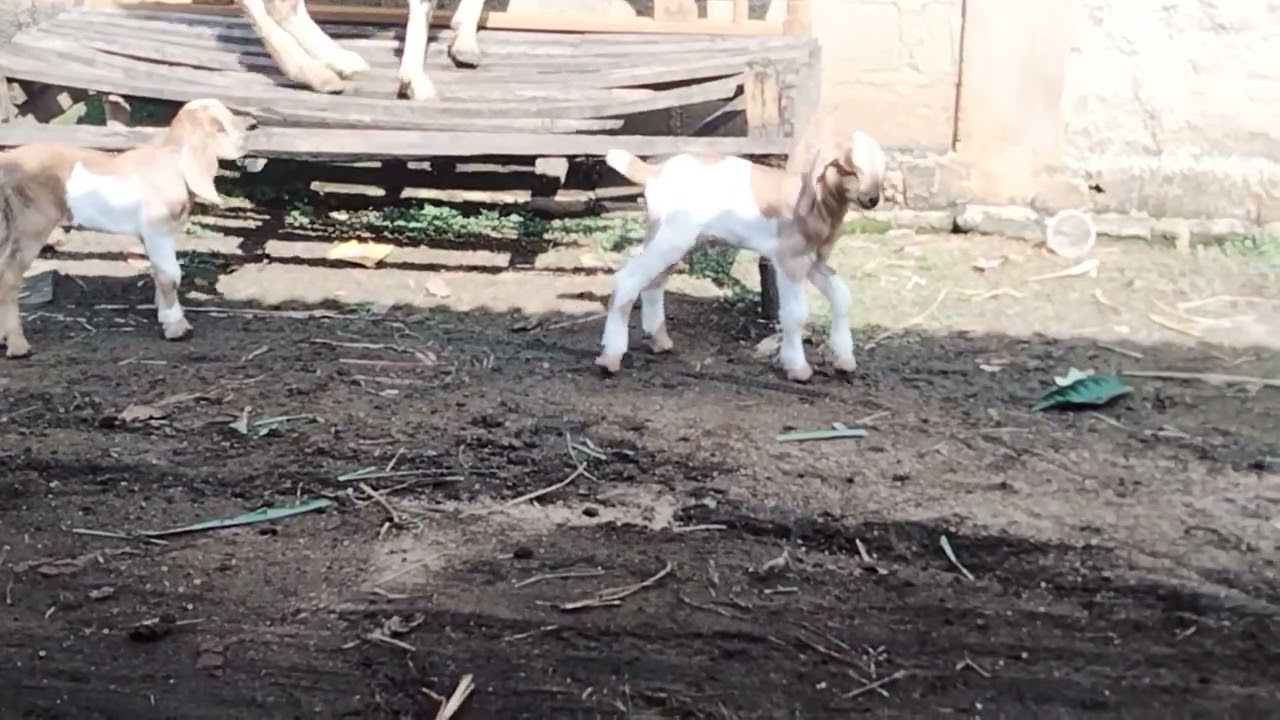 Jemur indukan kambing sama cempe nya biar cepet besar dan sehat sehat 
