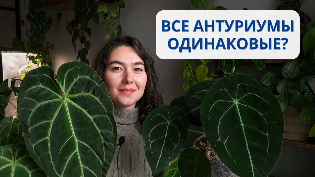 Декоративно-лиственные АНТУРИУМЫ / ОБЗОР моей КОЛЛЕКЦИИ антуриумов