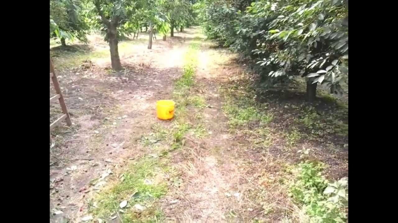 Polska Moc -Wszystko i Nic (Agro Jaja 2013)