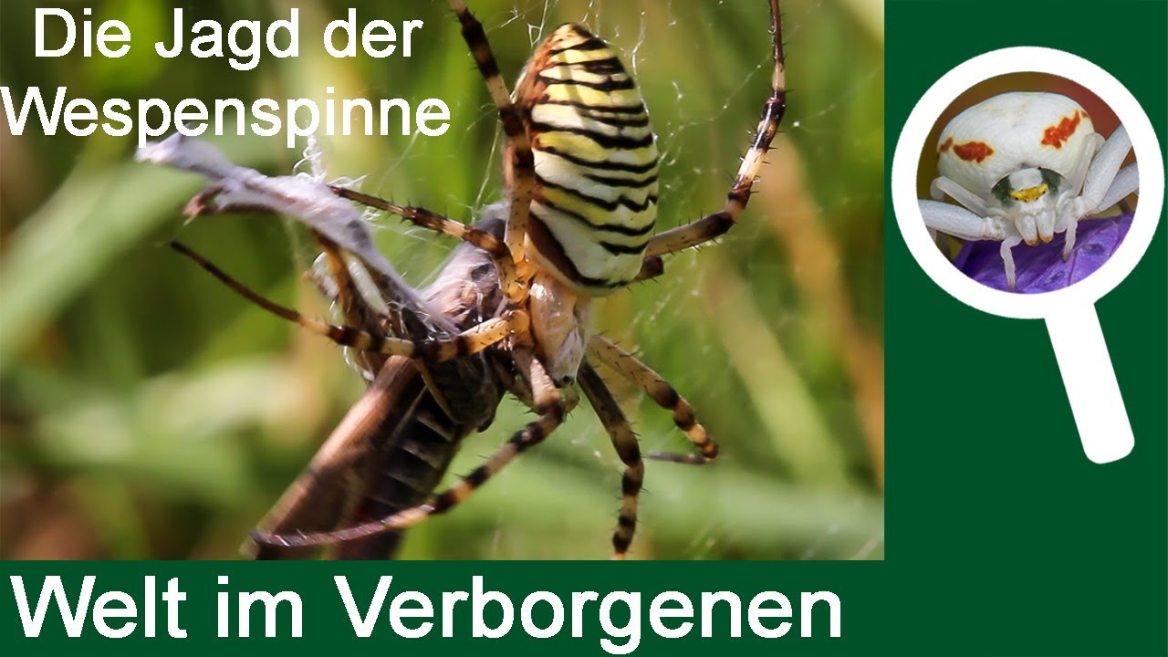 Die Jagd der Wespenspinne (Argiope bruennichi)