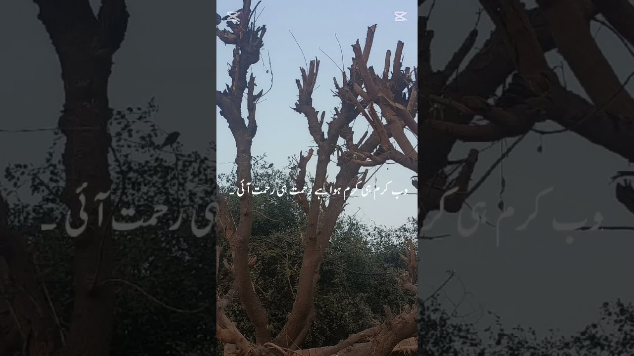 حضرت عکاشہ کی حضور نبی کریم صلی اللّٰہ علیہ وسلم سے محبت کا انداز