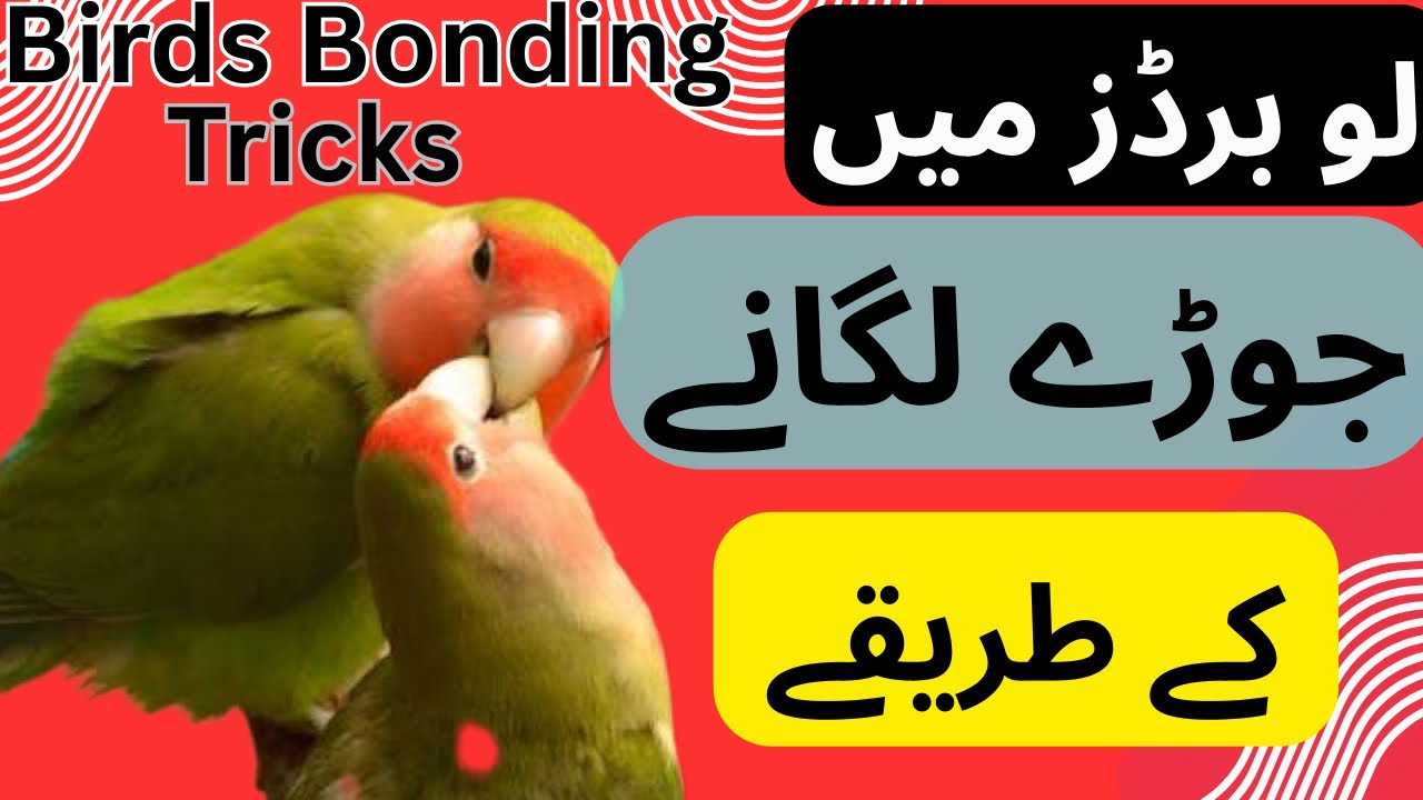 How. To Bond Love Bird pair / The Best & Easy Love Birds Bonding Tricks /Love Birds Pairing Tipes.