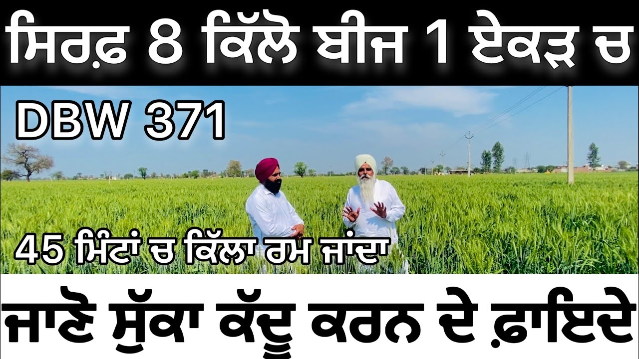 DBW 371 ਕਿਸਾਨ ਦਾ ਵੱਖਰਾ ਤਜ਼ਰਬਾ @dharampreetbajwa
