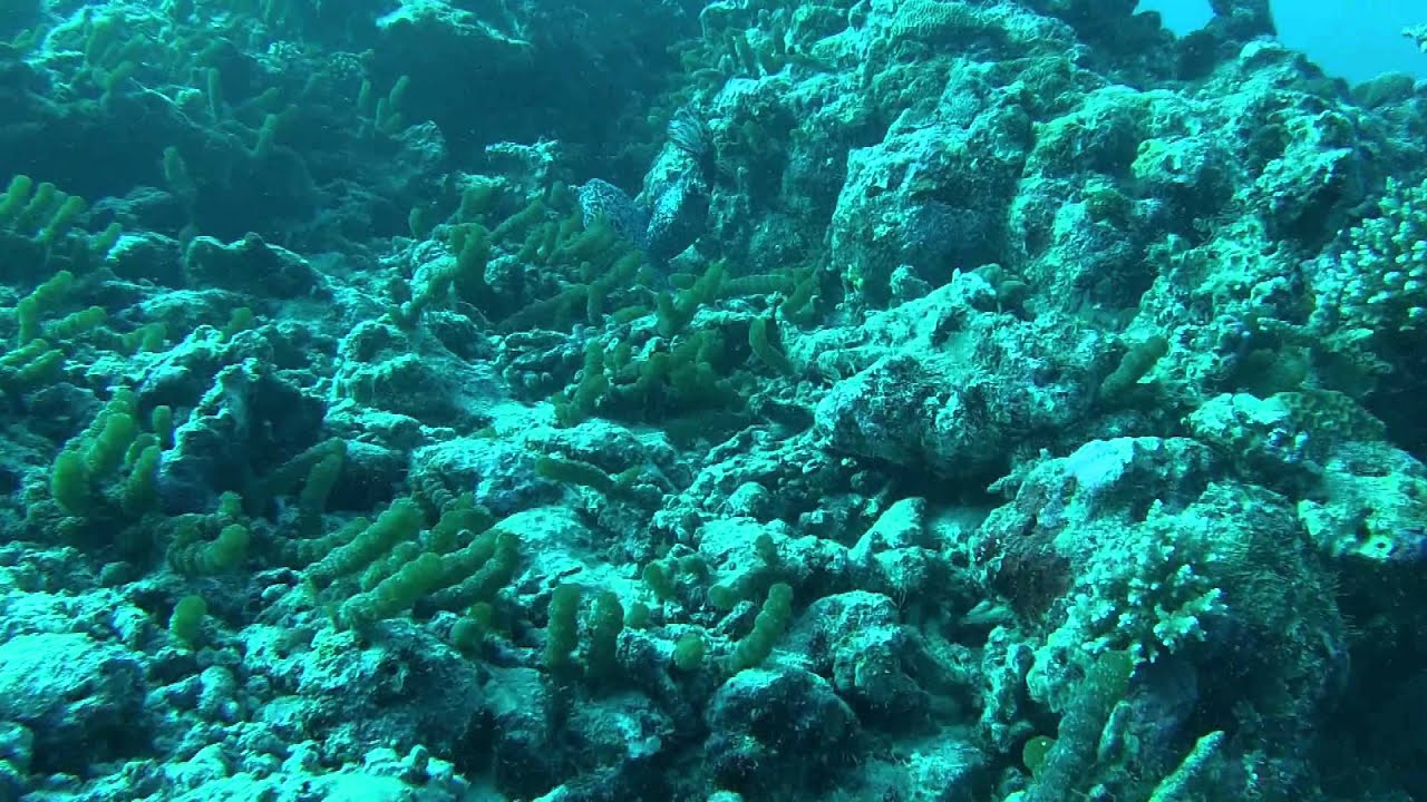 addu trailer