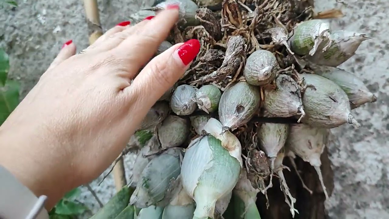 Orquídeas en invierno 😱 ☃️🥶 Que pasa❓