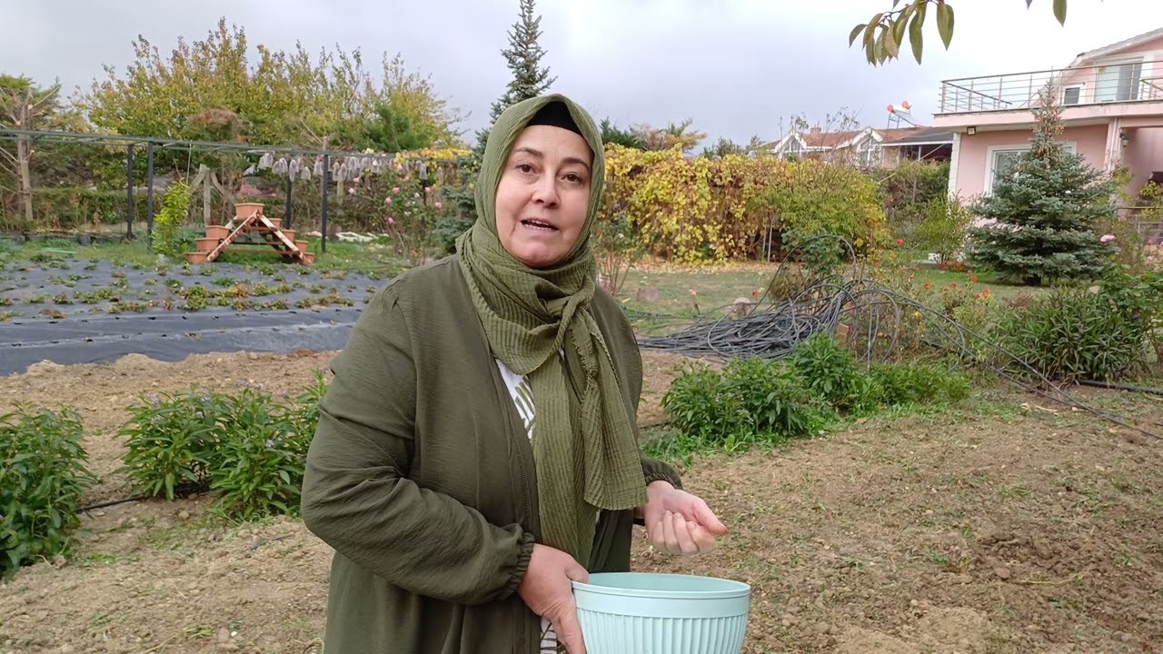 Bezelye, Bakla Ne Zaman ve Nasıl Ekilir