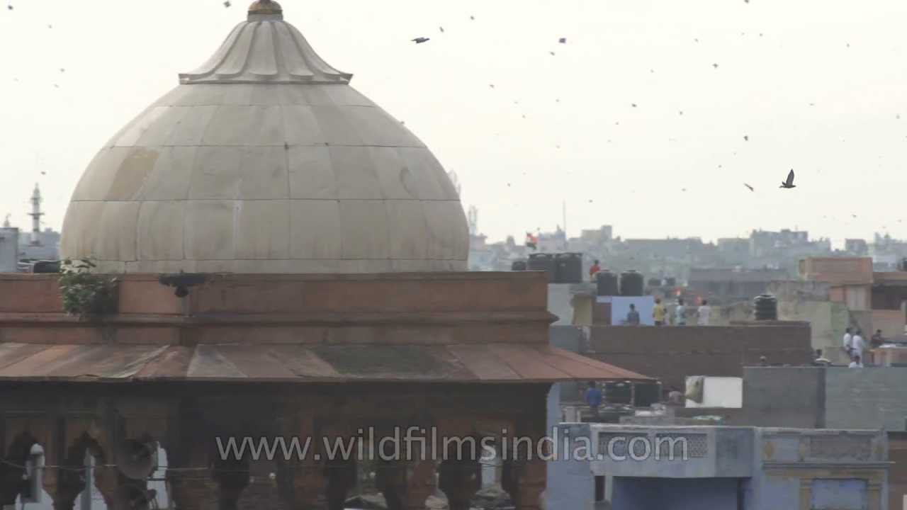Kites fly high with the spirit of freedom in India!