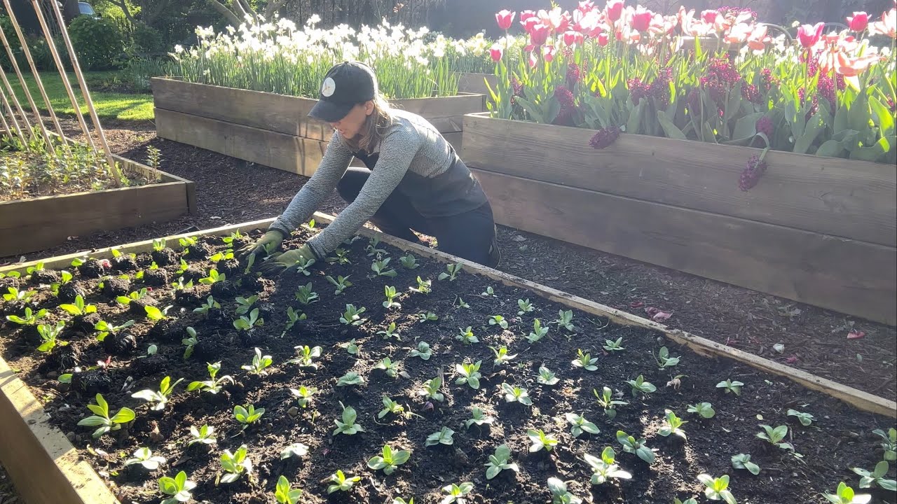 Planting Dahlia Tubers over Daffodils, How to Perennialize Tulips, Lisianthus for Cut Flowers