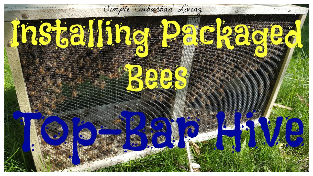 Installing Packaged Bees Into a Top Bar Hive