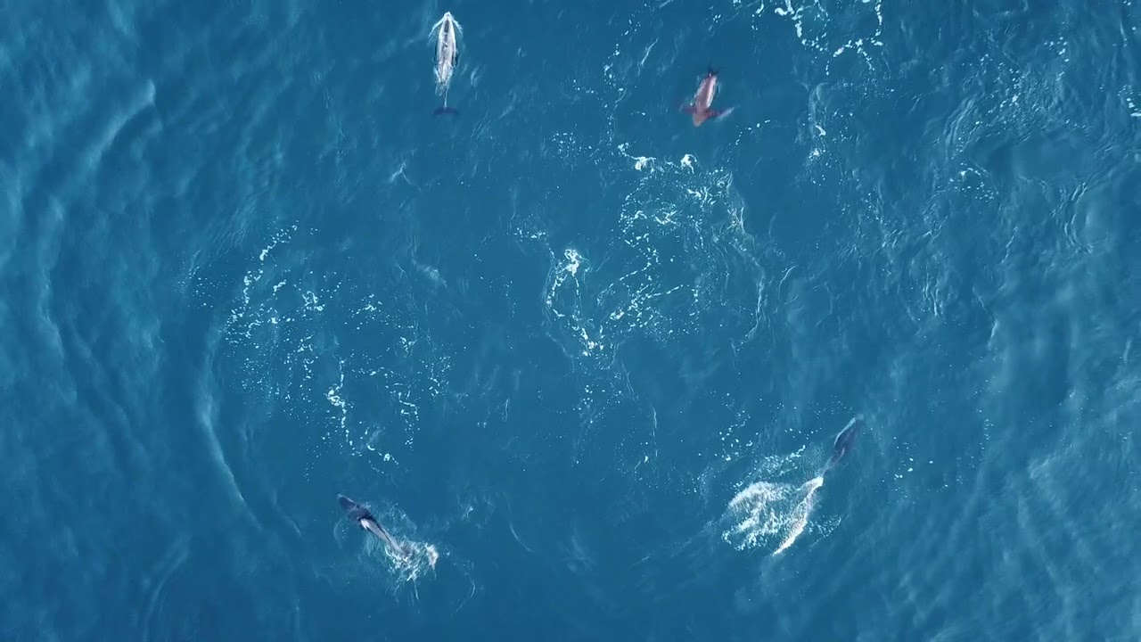 Dolphin Hunt off Blacks Beach, San Diego, 1 16 26