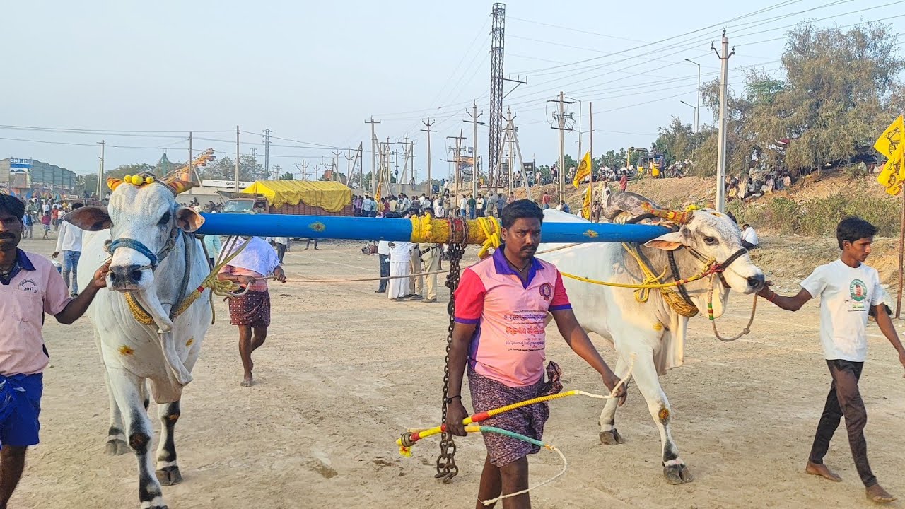 కాలువ బుగ్గ న్యూ కేటగిరి విభాగంలో 16వ జత